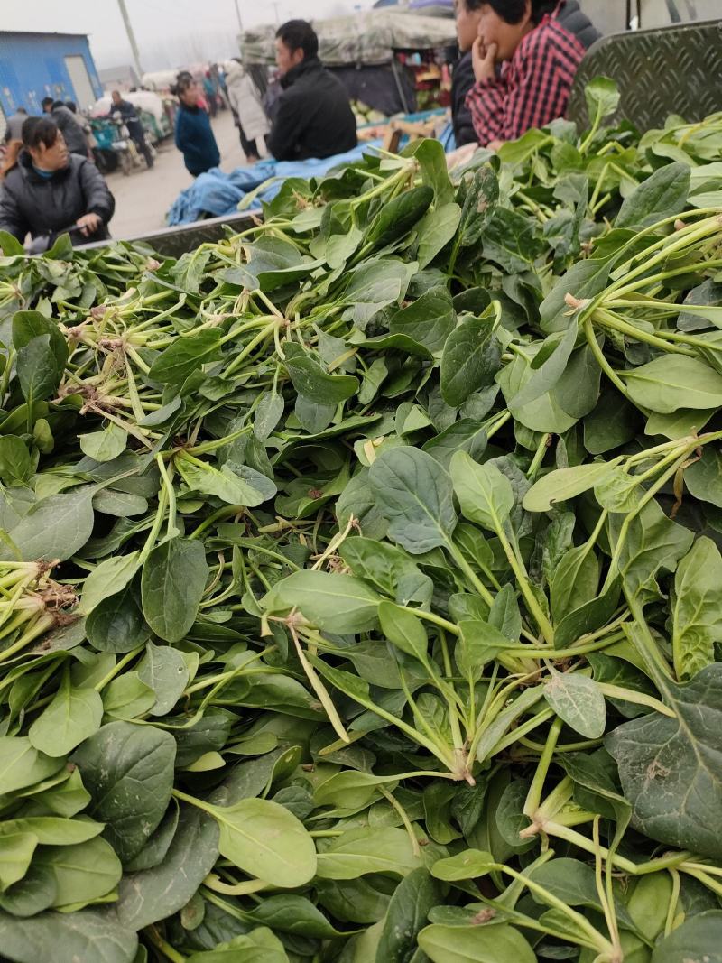 菠菜，精品菠菜，大叶菠菜大棚种植，基地直发电商超市都可发