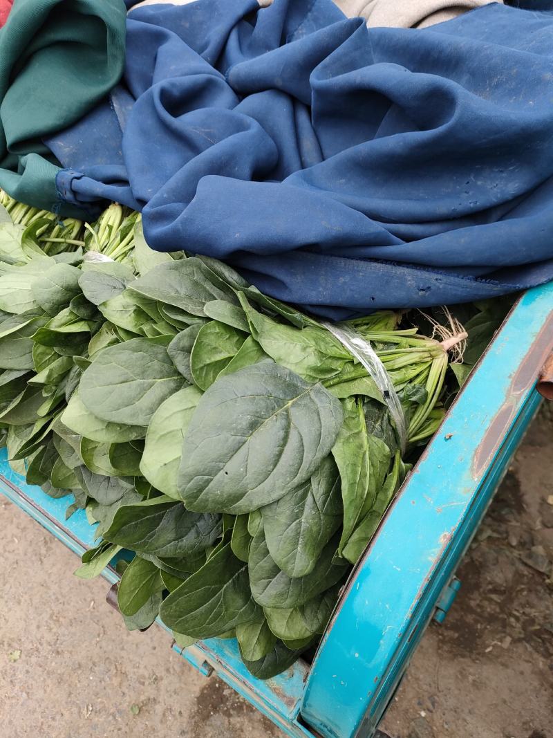 菠菜，精品菠菜，大叶菠菜大棚种植，基地直发电商超市都可发