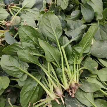 菠菜，精品菠菜，大叶菠菜大棚种植，基地直发电商超市都可发