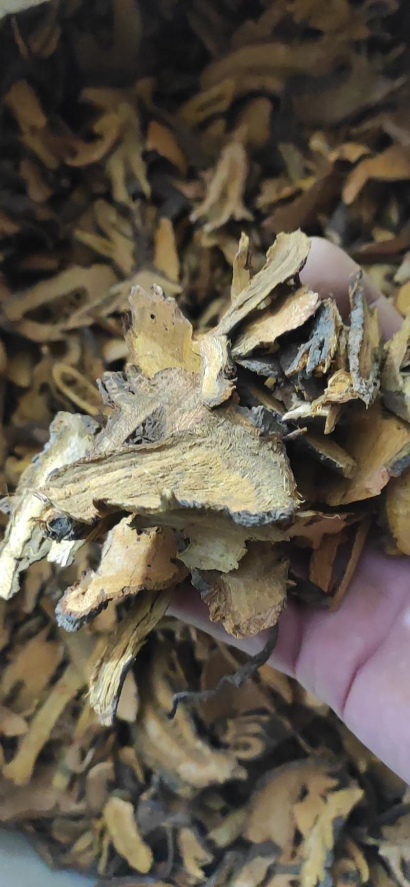 虎杖干货干净无杂质量大从优欢迎选购！