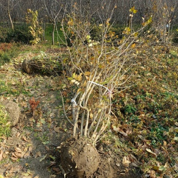 丛生腊梅挖苗了，基地大量供应无中介商赚差价