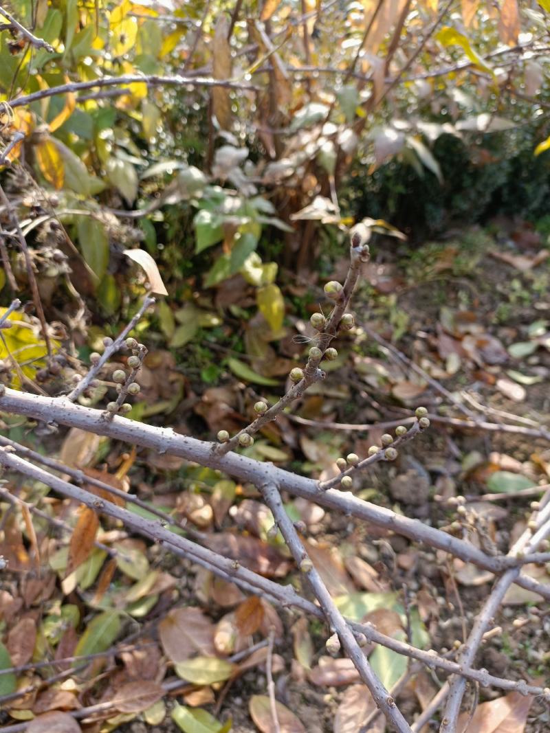 丛生腊梅挖苗了，基地大量供应无中介商赚差价
