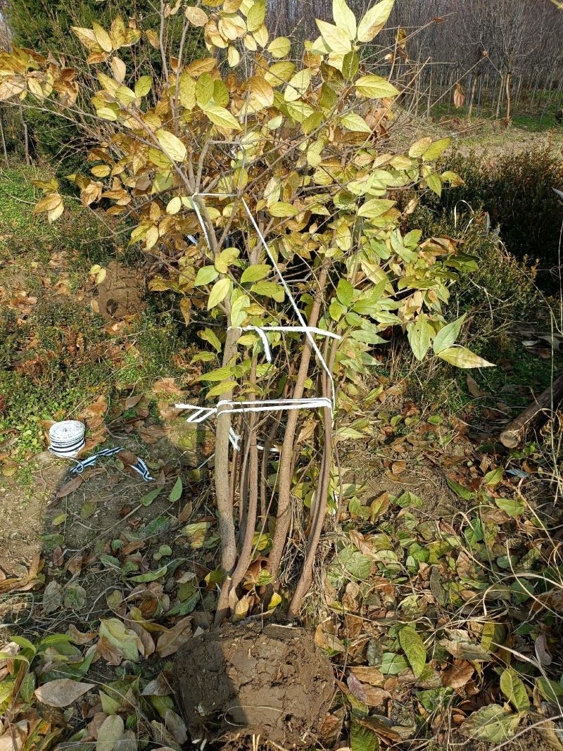 丛生腊梅挖苗了，基地大量供应无中介商赚差价