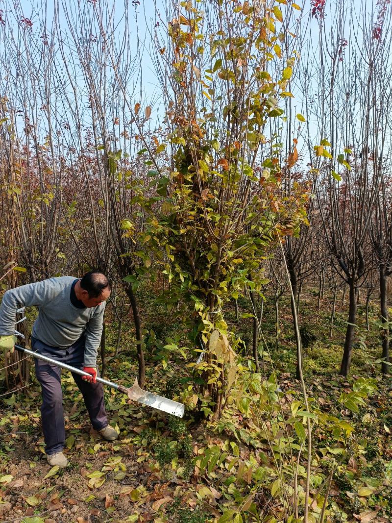丛生腊梅挖苗了，基地大量供应无中介商赚差价