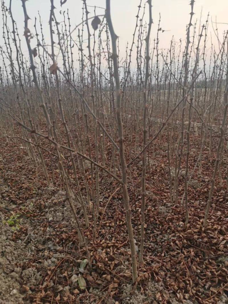 山西运城，花椒苗，大红袍，狮子头当年苗二年苗0.8以上