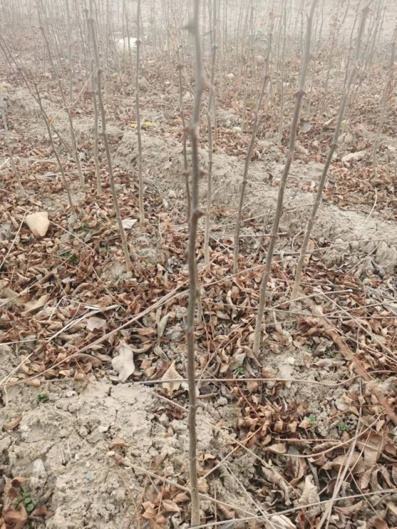 山西运城，花椒苗，大红袍，狮子头当年苗二年苗0.8以上