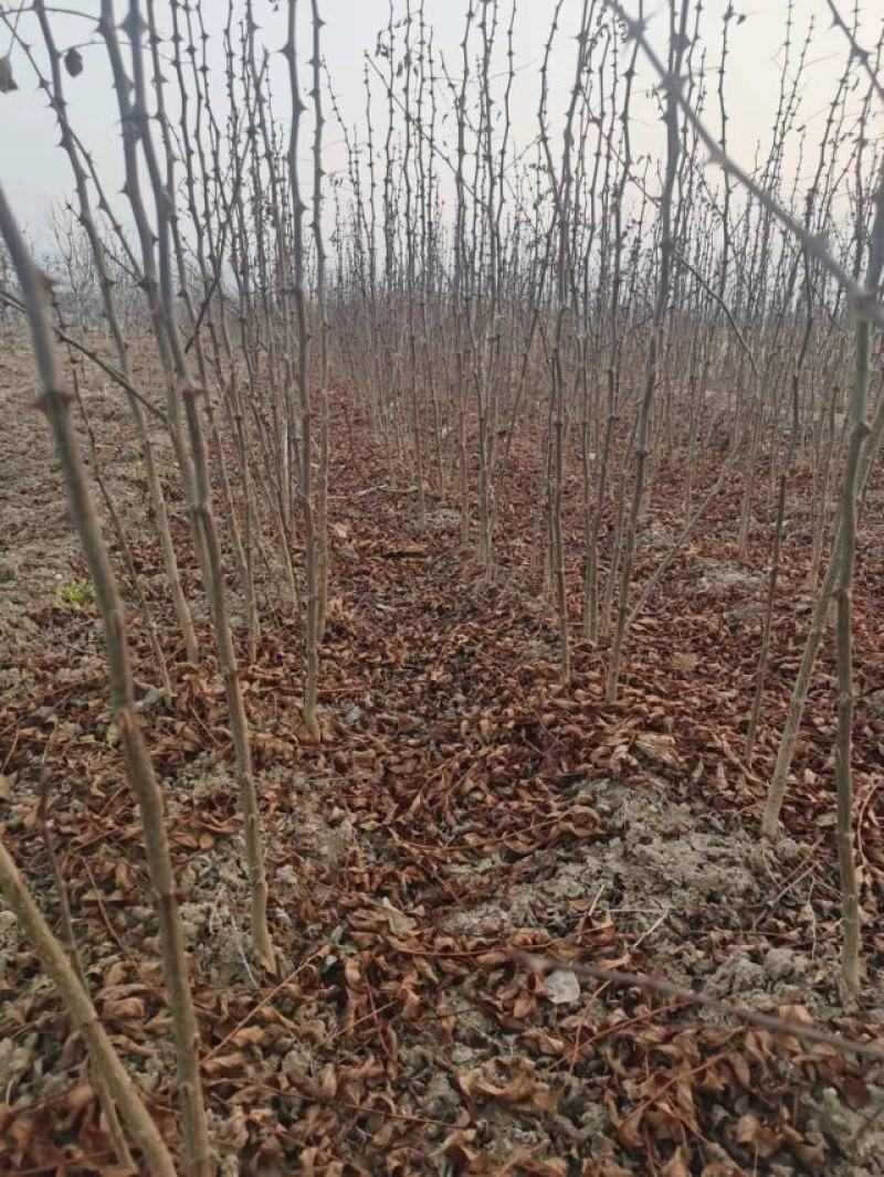山西运城，花椒苗，大红袍，狮子头当年苗二年苗0.8以上