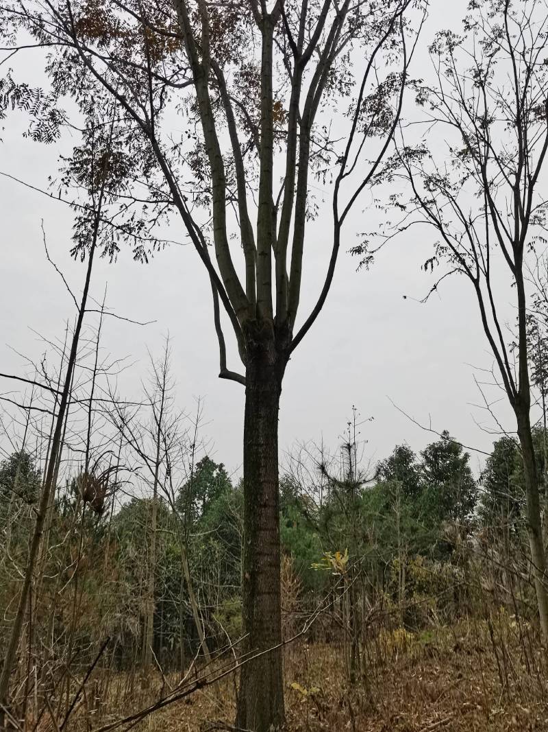 栾树