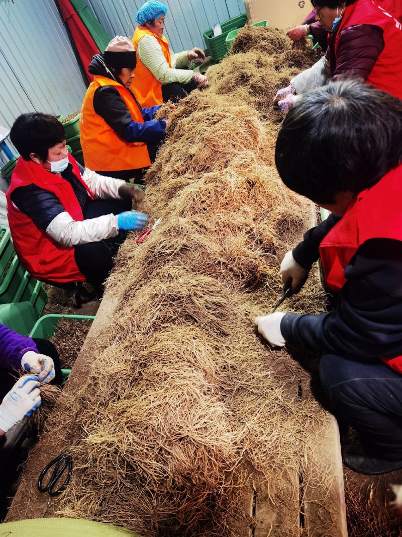 盆韭韭菜根室内养殖蔬菜产地批发全国一件代发