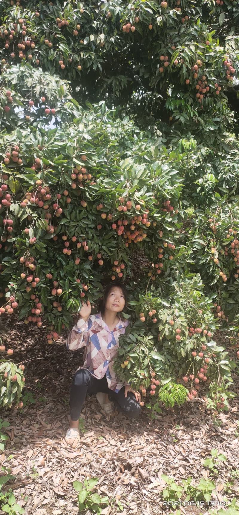 桂味荔枝大苗！正品嫁接苗！