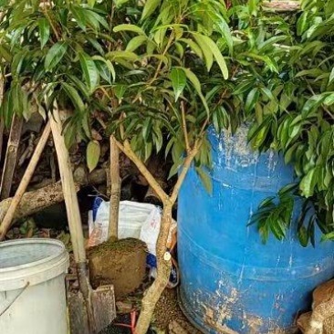 桂味荔枝大苗！正品嫁接苗！