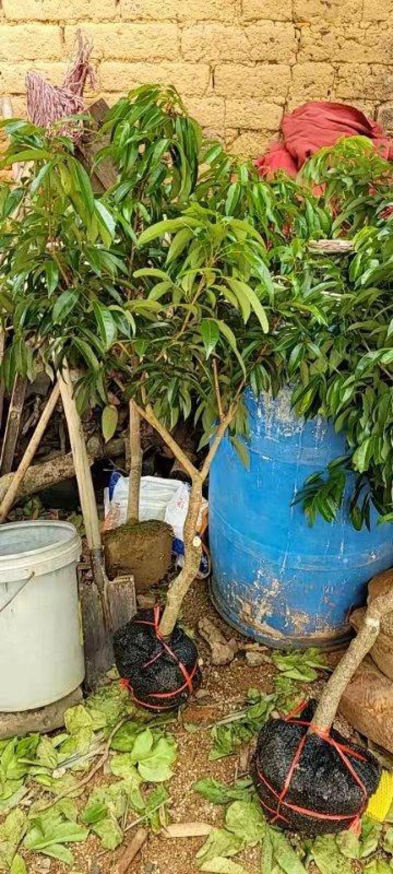 桂味荔枝大苗！正品嫁接苗！
