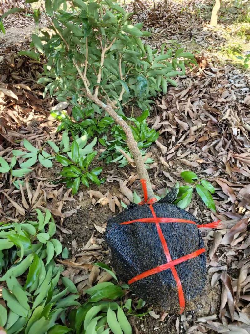 桂味荔枝大苗！正品嫁接苗！