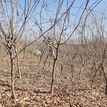 紫藤基地大量供应无中介商赚差价。数量2万