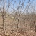 紫藤基地大量供应无中介商赚差价。数量2万