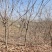 紫藤基地大量供应无中介商赚差价。数量2万