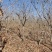 紫藤基地大量供应无中介商赚差价。数量2万
