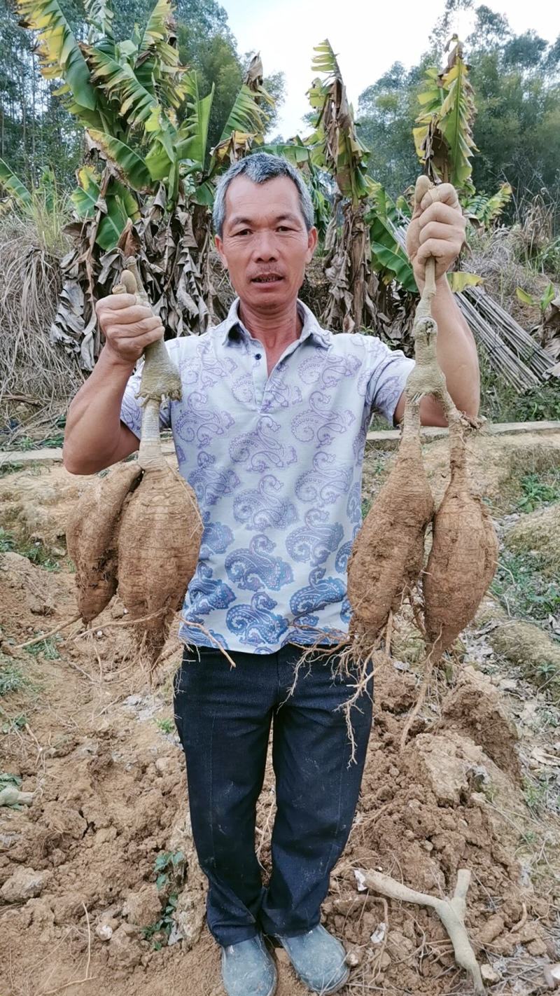 新鲜粉葛生葛和平粉葛根煲汤甘甜无渣粉葛