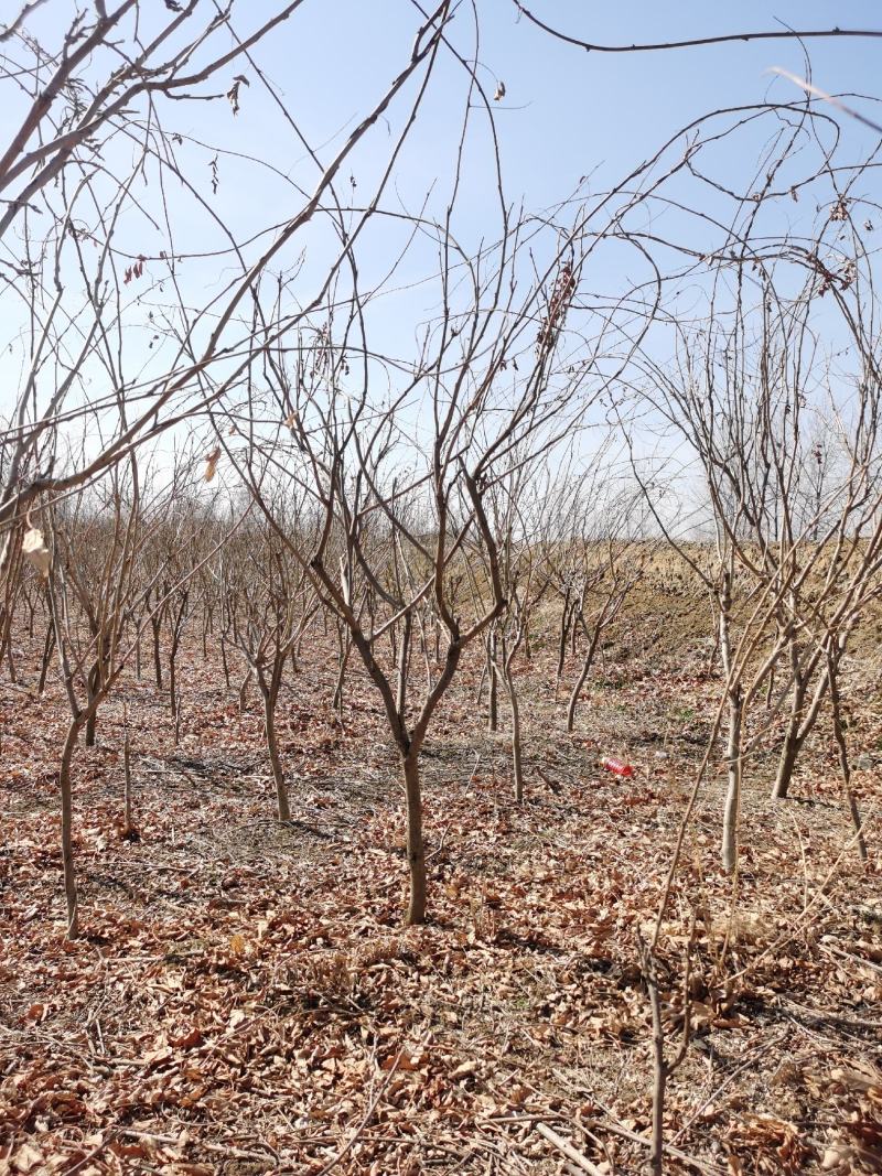 紫藤花江苏沭阳基地直供无中间商有需要联系
