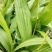 白芨【长期供应】三叉白芨选货鲜货量大从优假一罚十。