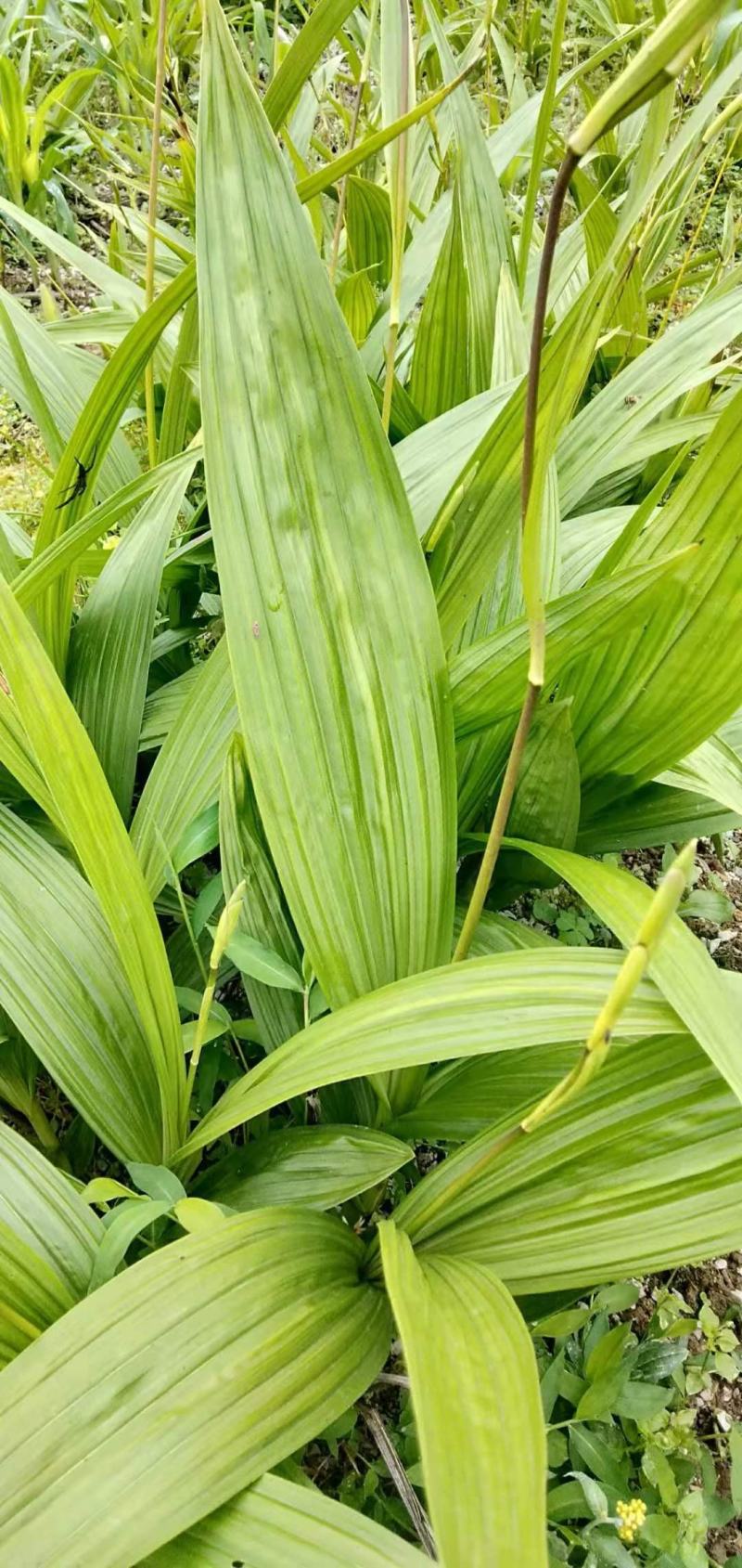 白芨【长期供应】三叉白芨选货鲜货量大从优假一罚十。
