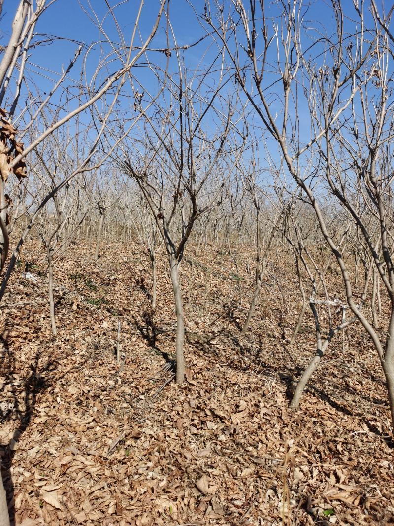 紫藤花江苏沭阳基地直供无中间商有需要联系