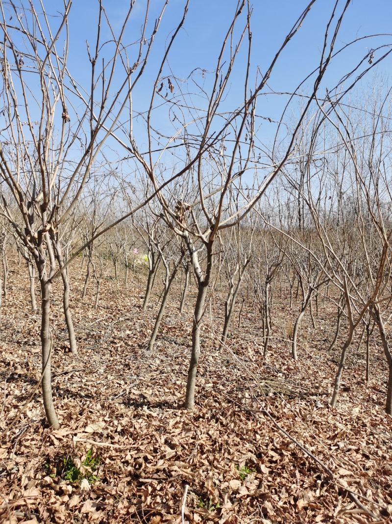 紫藤花江苏沭阳基地直供无中间商有需要联系