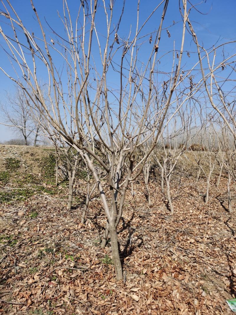 紫藤花江苏沭阳基地直供无中间商有需要联系
