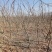 紫藤花江苏沭阳基地直供无中间商有需要联系