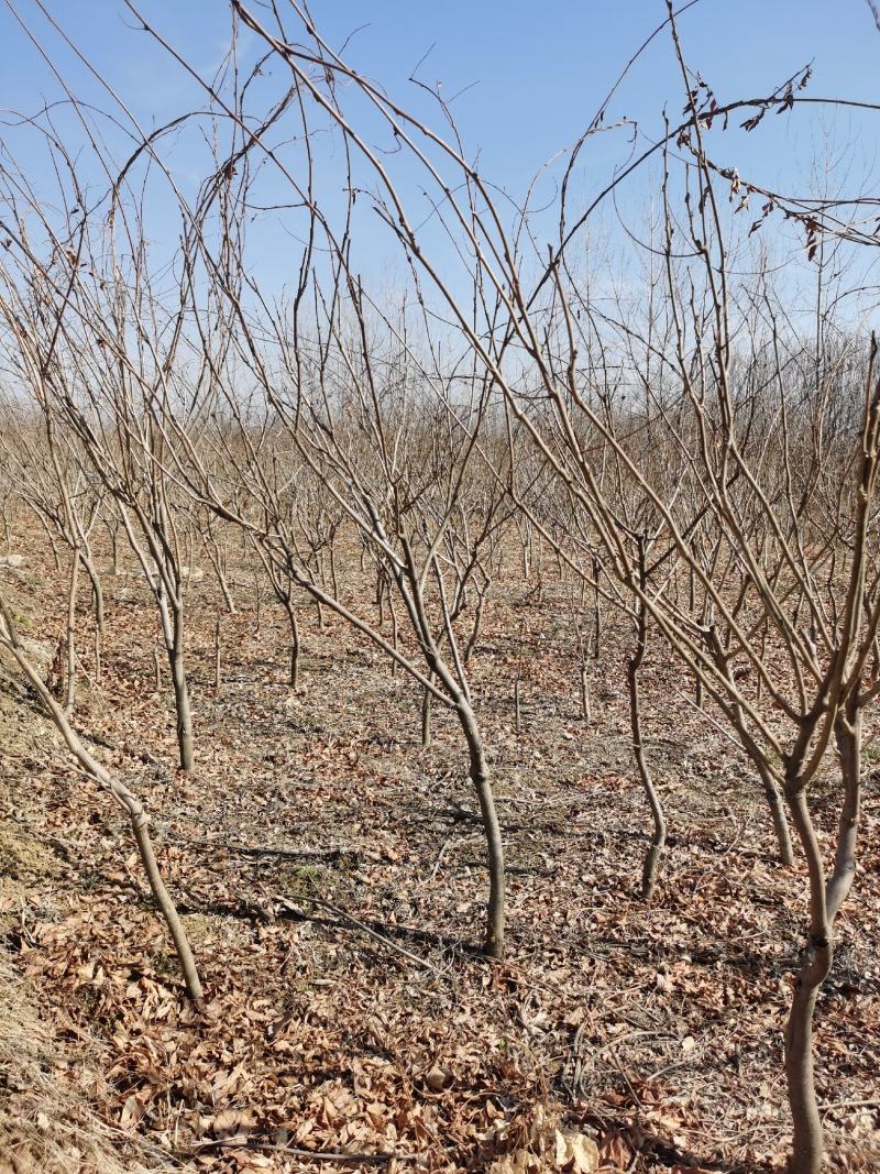 紫藤花江苏沭阳基地直供无中间商有需要联系