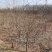 紫藤花江苏沭阳基地直供无中间商有需要联系