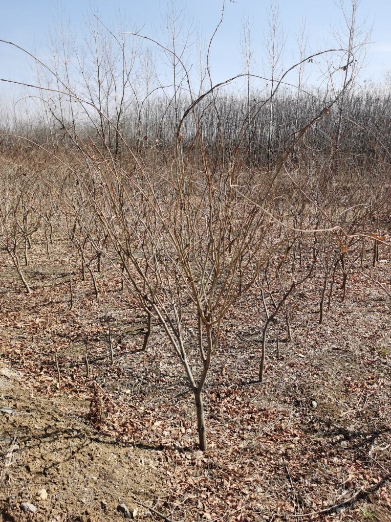 紫藤花江苏沭阳基地直供无中间商有需要联系