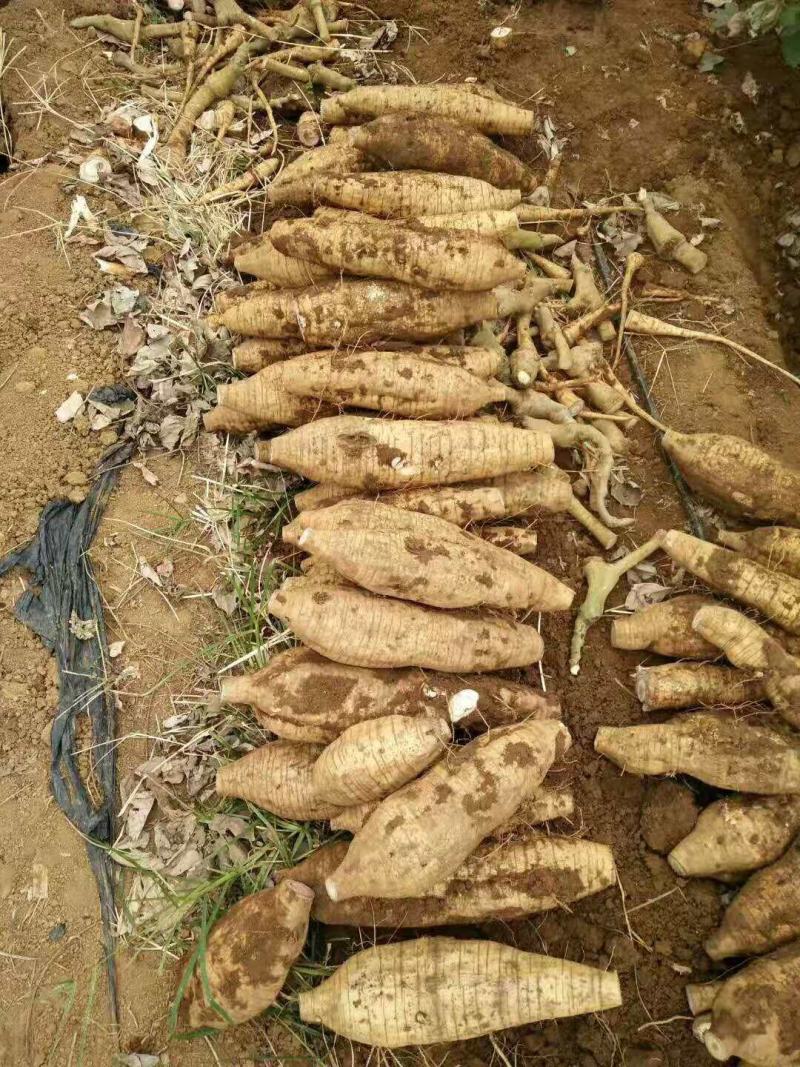 新鲜粉葛生葛和平粉葛根煲汤甘甜无渣粉葛