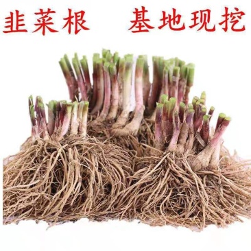 韭菜根盆韭南宫黄韭韭菜产地批发全国一件代发