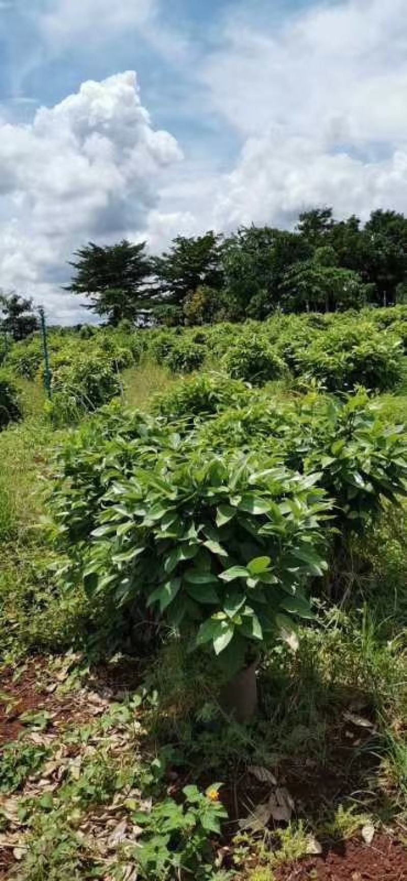 平安树自家种植无中间赚差价一手货源