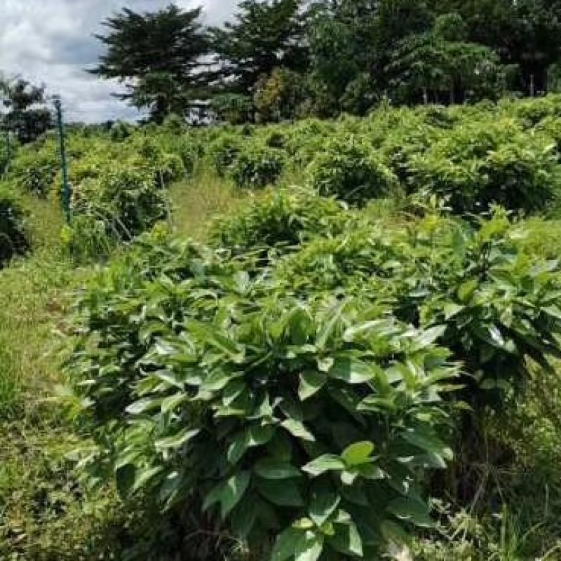 平安树自家种植无中间赚差价一手货源