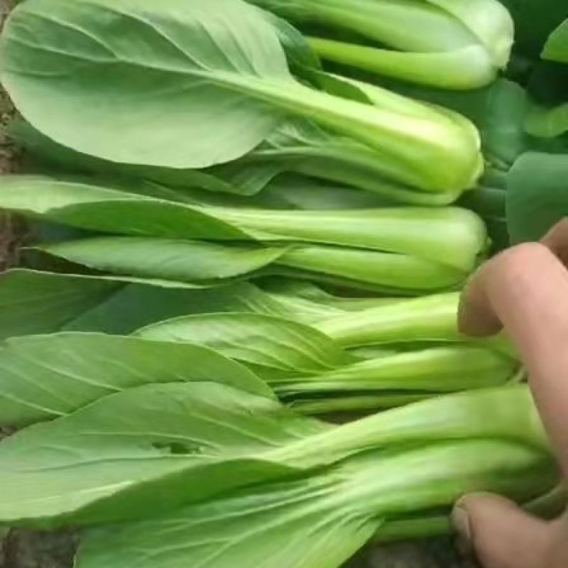 上海青小油菜。山东万亩产地直发。每天大量供货