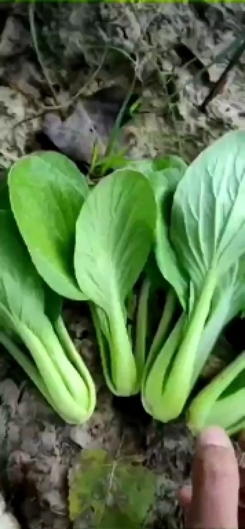 上海青小油菜。山东万亩产地直发。每天大量供货