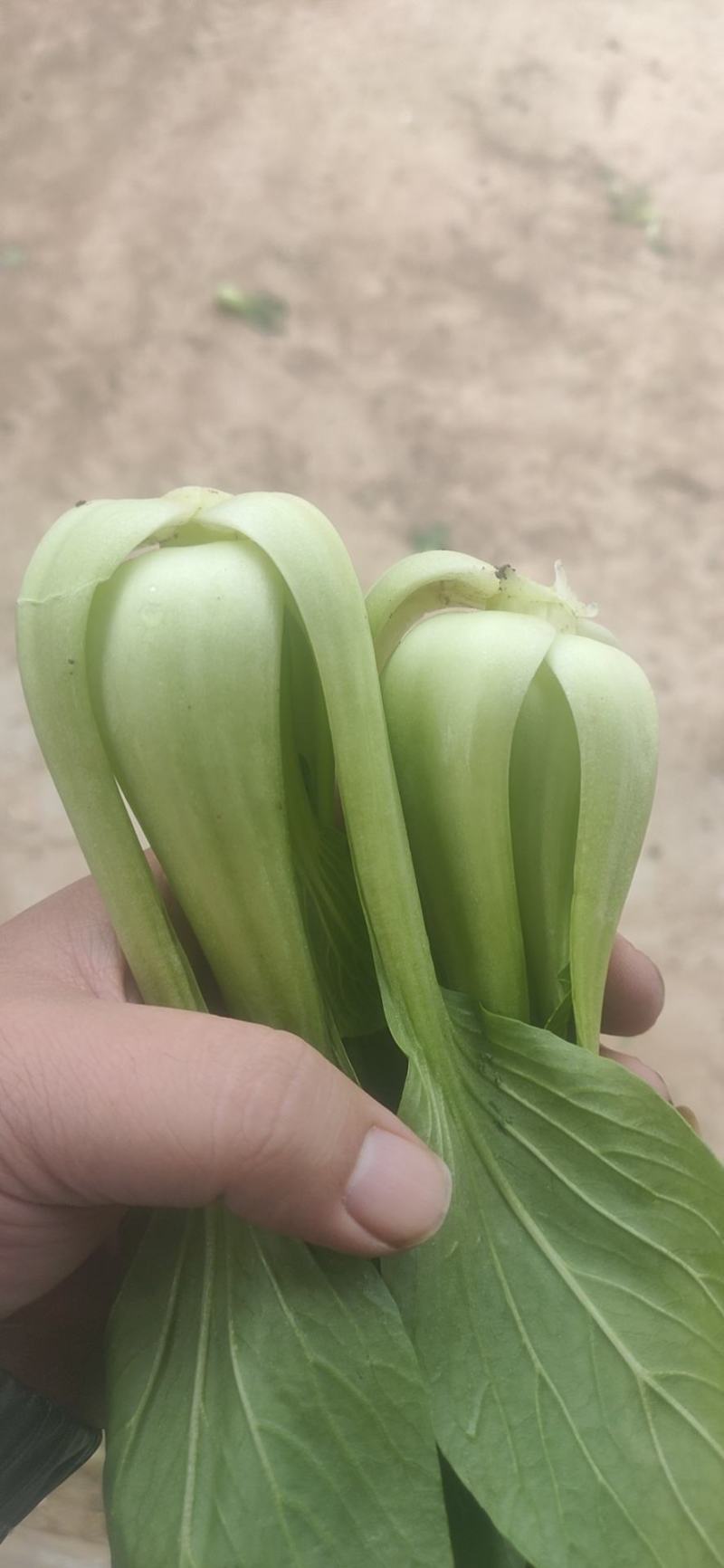 上海青小油菜。山东万亩产地直发。每天大量供货