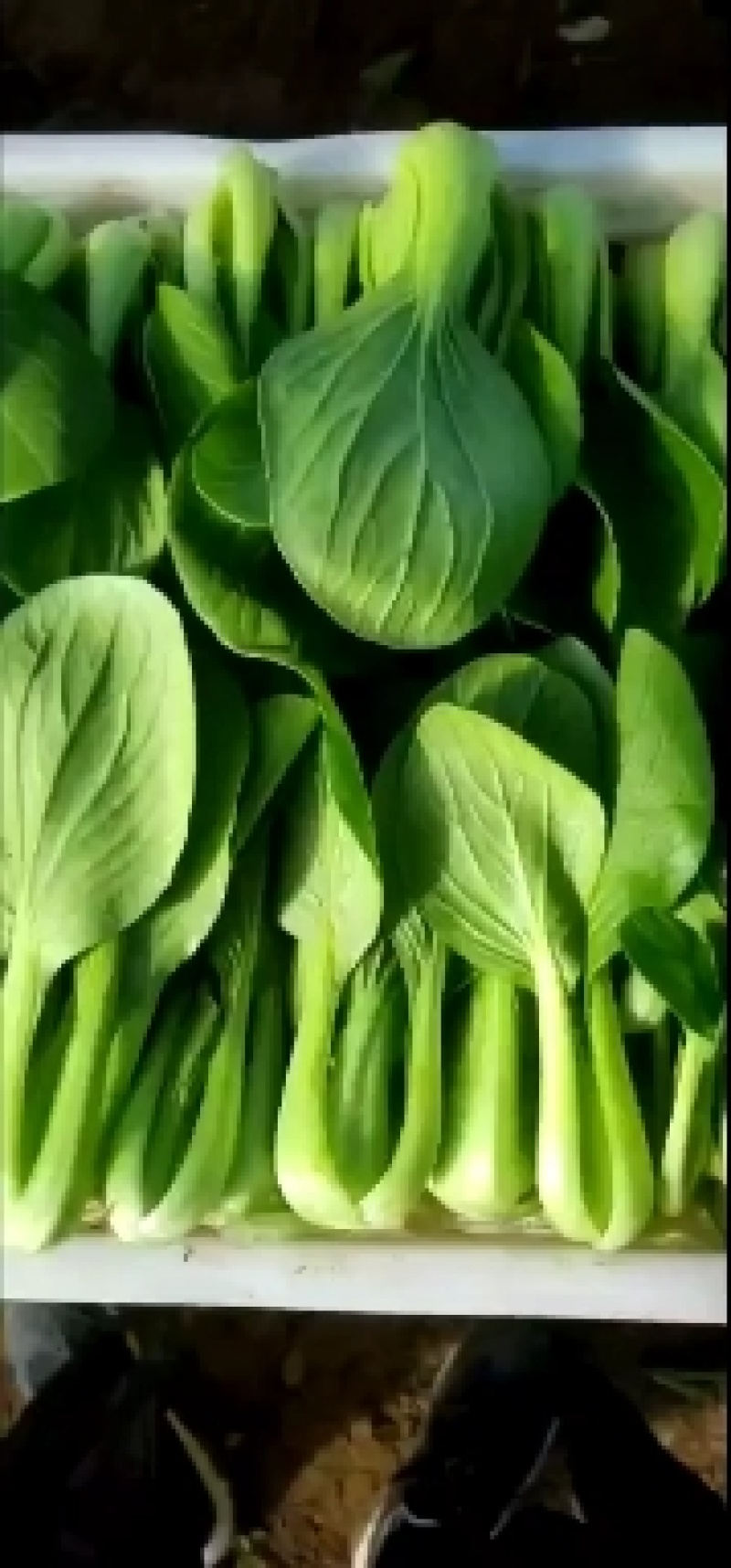 上海青小油菜。山东万亩产地直发。每天大量供货