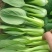 上海青小油菜。山东万亩产地直发。每天大量供货