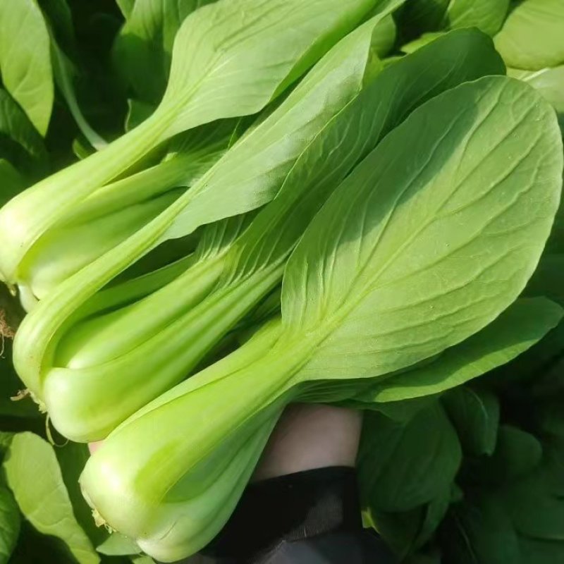 上海青小油菜。山东万亩产地直发。每天大量供货
