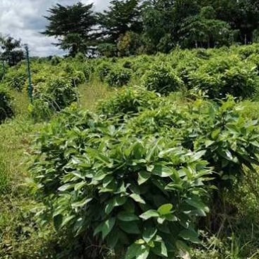 平安树自家种植无中间赚差价一手货源