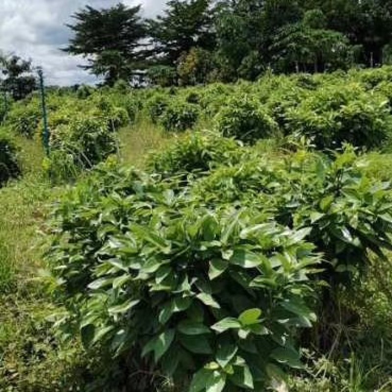 平安树自家种植无中间赚差价一手货源