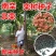 新采栾树种子黄山栾种子花木北京栾种子南栾北栾种子林木树