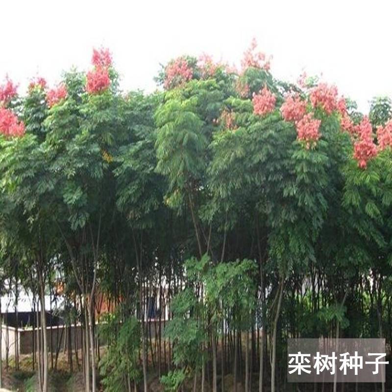 新采栾树种子黄山栾种子花木北京栾种子南栾北栾种子林木树