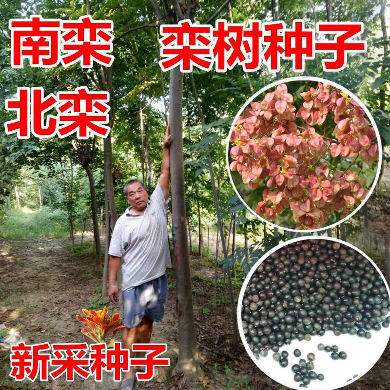 新采栾树种子黄山栾种子花木北京栾种子南栾北栾种子林木树