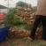 山东滕州铁杆大葱，货源充足，物美价廉，大量供应！！！