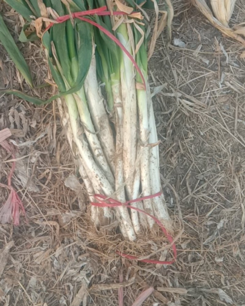 山东滕州铁杆大葱，货源充足，物美价廉，大量供应！！！