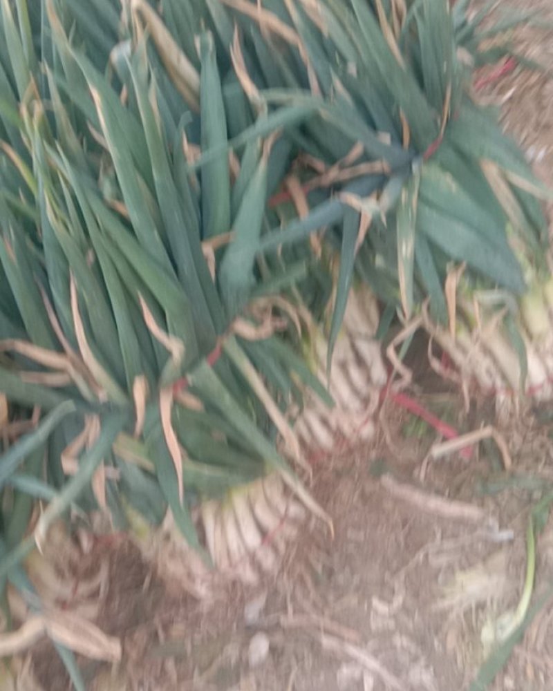 山东滕州铁杆大葱，货源充足，物美价廉，大量供应！！！